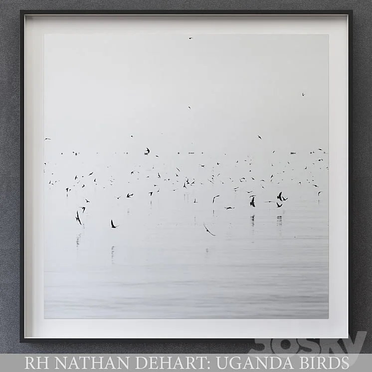 NATHAN DEHART UGANDA BIRDS
